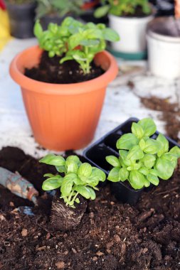 Balkonda taze fesleğen bitkileri ekmeye hazır. Saksıya aromatik bitkiler ekiyorum. Evde bahçıvanlık. Çiçek bakımı. Yakın plan..