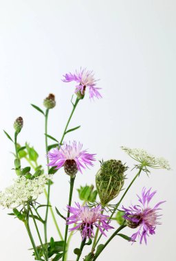 Beyaz arka planda izole edilmiş bir buket yabani çiçek. Çiçek Kompozisyonu. Yakın plan. Yaz, bahar konsepti.