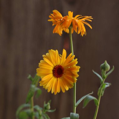 Sarı Arnica çiçeği bulanık bir arkaplanda izole edilmiş. Ayçiçeği (Asteraceae) familyasından otçul bitkiler. Yakın plan..