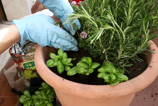 Woman gardening on balcony, planting aromatic plants to pot. Home gardening. Flower care. Close-up.