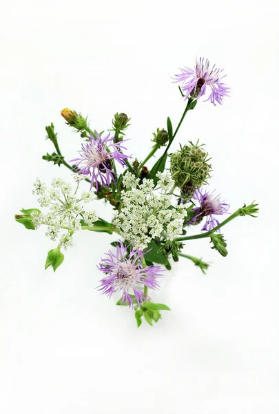 Bouquet of wild flowers isolated on white background. Floral Composition. Close-up. The concept of summer, spring.