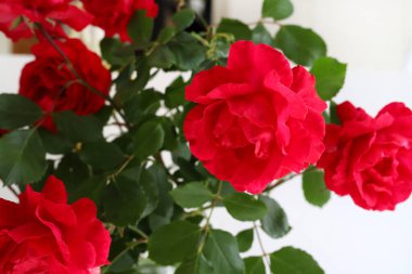 Bir buket güzel kırmızı gül sevgililer günü, doğum günü, anneler günü, düğün, yıldönümü için mükemmel. Genel bakış. Boşluğu kopyala. 