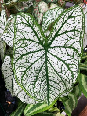 Caladium Bitkisi 'nin renkli süs yaprakları. Caladium bicolor. Bitkisel bitki. Yakın plan..