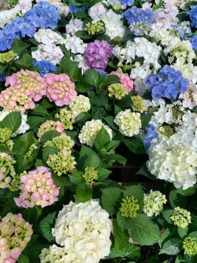 Ortanca makrofili. Hortensiya çiçeği. Yazın açan bir çiçek. Güzel ortanca çalısı.