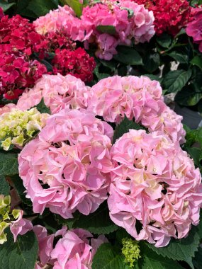 Ortanca makrofili. Hortensiya çiçeği. Yazın açan bir çiçek. Güzel ortanca çalısı.