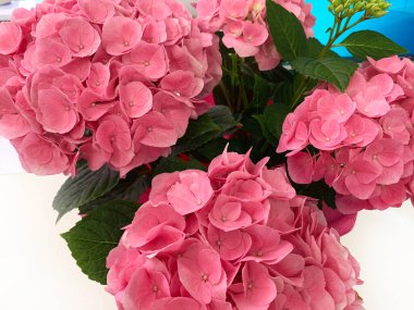 Ortanca makrofili. Hortensiya çiçeği. Yazın açan bir çiçek. Güzel ortanca çalısı.