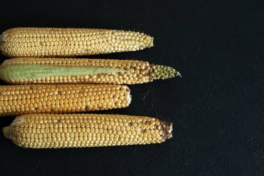 Siyah arka planda izole edilmiş olgun çiğ mısır koçanları. Taze pişmemiş mısır koçanı. Sağlıklı yaz yemekleri konsepti. Genel görünüm, kapat, düzleştir, kopyala.