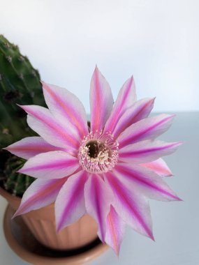 Çiçekli Paskalya Zambağı Kaktüsü. Echinopsis oxygona, sadece bir gün çiçek açar. Yakın plan..