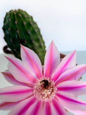 Çiçekli Paskalya Zambağı Kaktüsü. Echinopsis oxygona, sadece bir gün çiçek açar. Yakın plan..