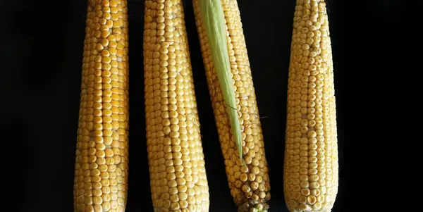Cobs Ripe Raw Corn Isolated Black Background Fresh Uncooked Corncob — Stock Photo, Image