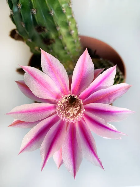 Çiçekli Paskalya Zambağı Kaktüsü. Echinopsis oxygona, sadece bir gün çiçek açar. Yakın plan..