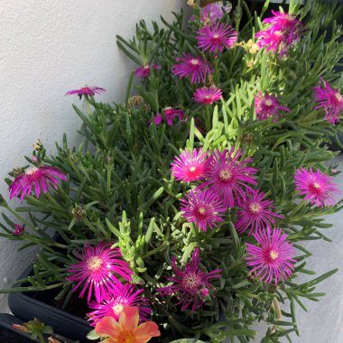 Delosperma Cooperi adlı bir buz bitkisinin çiçek açması. Yakın plan, kopyalama alanı.