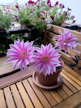 Balkon bahçesinde çiçek açan kaktüs, Echinopsis Oxygona, sadece bir gün çiçek açar. Yakın plan..