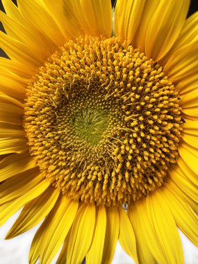 Çiçek açan ayçiçeğine yakın çekim. Çiçek açan, tek mahsul. Uzayı kopyala - Çiçek açan ayçiçeğinden. Çiçek açan, tek mahsul. Boşluğu kopyala. 