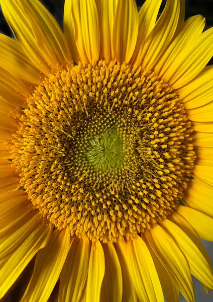 Close-up of blooming sunflower. Blooming flower, single crop. Copy space. -up of blooming sunflower. Blooming flower, single crop. Copy space.