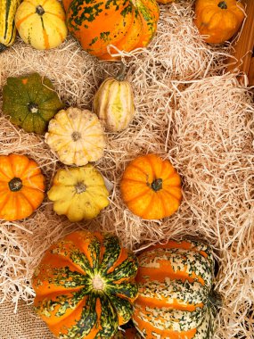 Kırsal arka planda çeşitli renkli dekoratif kabak grupları. Çeşitli dekoratif balkabakları. Sonbahar ve Cadılar Bayramı konsepti. Genel Görünüm.