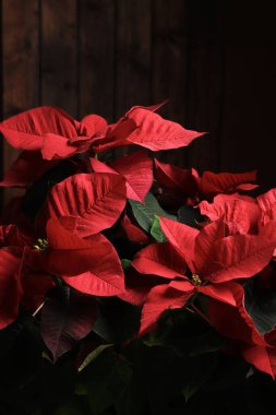 Kırmızı noktalı çiçek, aynı zamanda Noel yıldızı ya da koyu arkaplanda izole edilmiş Bartholomew yıldızı olarak da bilinir. Kış tatili kavramı.