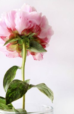 Beyaz arka planda izole edilmiş güzel pembe şakayık çiçekleri. Çiçek kompozisyonu. Poster için mükemmel, Sevgililer Günü, Anneler Günü, düğün, yıldönümü. Boşluğu kopyala.