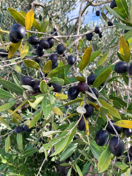 Olive tree. Black olives on the tree ready for harvesting which will be processed to extract oil. Italy, Tuscany. Close-up.