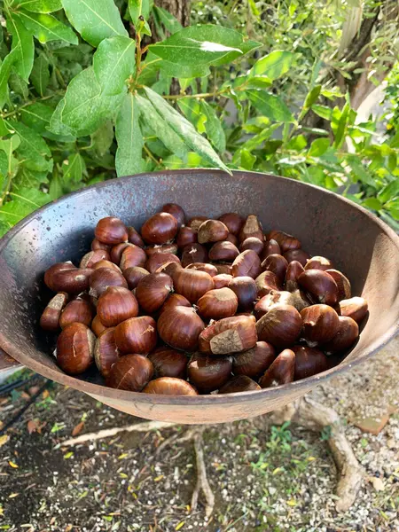 Demir tavada pişmiş kestaneler. Kızarmış kestane. Sonbahar meyvesi. Sonbaharda açık hava yemekleri..