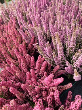 Pembe Erica gracilis. Bitki yetiştirme bahçesindeki süslemeli, küçük, yeşil bir çalı. Yakın plan..