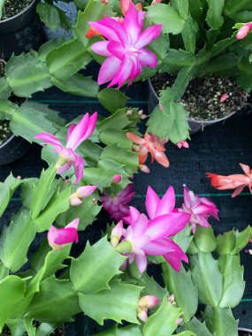 Çiçek açan güzel Schlumbergera, bitki yetiştirme bahçesinde. Noel kaktüsü, Şükran Günü kaktüsü. 