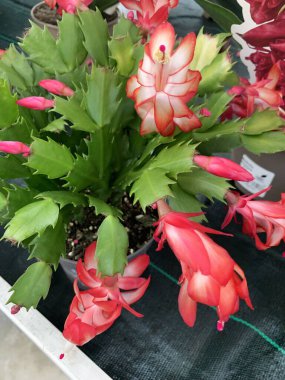 Çiçek açan güzel Schlumbergera, bitki yetiştirme bahçesinde. Noel kaktüsü, Şükran Günü kaktüsü. 