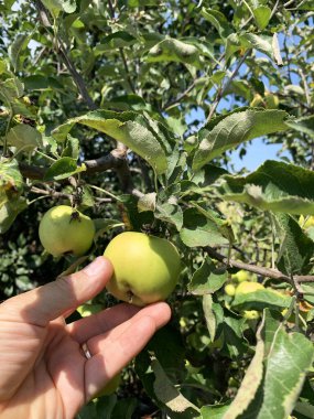 Açık havada bir dalda yeşil elmalar. Organik elmalar yetiştiriyor. Sağlıklı ve vejetaryen yemekleri. Yakın plan..