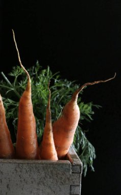 Bir demet taze havuç izole edilmiş siyah arka plan. Vejetaryen ve sağlıklı yiyecekler. Yakın plan..