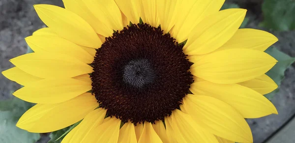 Beautiful sunflower flower isolated on natural background. Overhead view. Close-up.