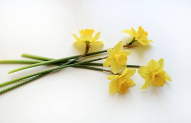 Nergis bitkileri. Beyaz arka planda güzel sarı narsisli çiçek. Genel Görünüm.