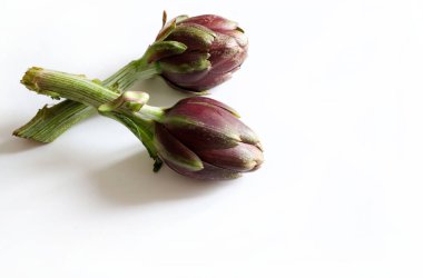 Beyaz arka planda izole edilmiş taze organik enginarlar. Sağlıklı ve vejetaryen yemekleri. Genel Görünüm.