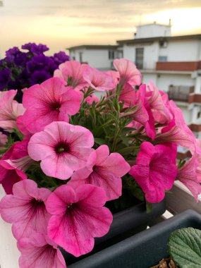Balkondaki saksılarda çiçek açan pembe petunya çiçekleri. Yaz bitkisi.