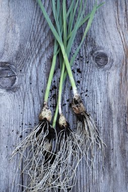 Ahşap arka planda taze sarımsak. Sağlıklı ve vejetaryen yemekleri. Bahçe işleri konsepti. Tam üstte.