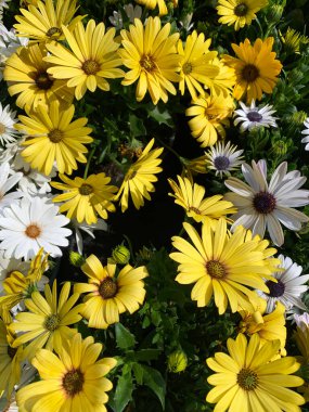 Çocuk odasında güzel papatyalar. Dekoratif çiçekler. Bahçe konsepti.