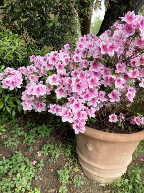 Bahçedeki güzel açelyalar. Rododendron simsii. Uzun ömürlü ve dekoratif çiçekli çalılar. Bahçe konsepti.