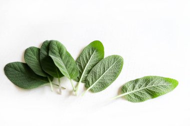 Beyaz arka planda izole edilmiş taze adaçayı yaprakları. Salvia officinalis, aromatik bitki. Tam üstte.