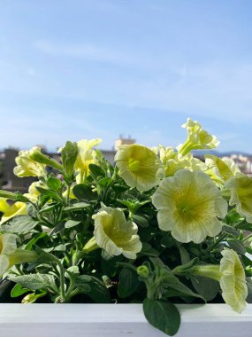 Balkondaki saksılarda çiçek açan sarı petunya çiçekleri. Yaz bitkisi.