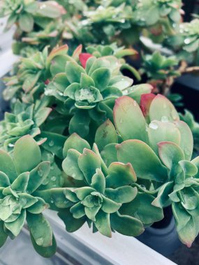 Sedum Palmeri bitkisi balkonda. Dekoratif daimi sulu bitki. Bahçe konsepti.