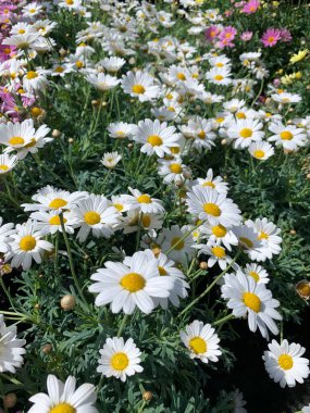 Çocuk odasında güzel papatyalar. Dekoratif çiçekler. Bahçe konsepti.