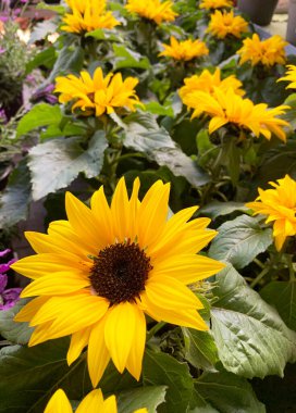 Helianthus fidanlığı. Ayçiçeği olarak bilinen papatya familyasının daimi çiçekleri. Bahçe konsepti.