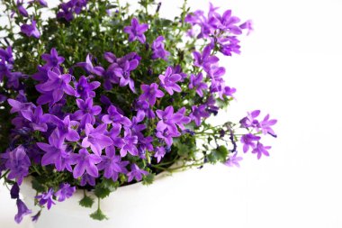 Beyaz arka planda izole edilmiş tencerede güzel mor çan çiçekleri. Campanula. Yakın plan..