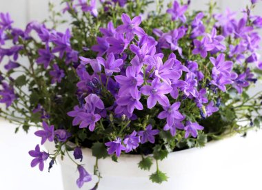 Gri arka planda izole edilmiş tencerede güzel mor çan çiçekleri. Campanula. Yakın plan..