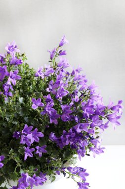 Gri arka planda izole edilmiş tencerede güzel mor çan çiçekleri. Campanula. Yakın plan..