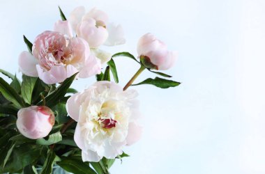 Beyaz arka planda izole edilmiş güzel pembe şakayıklar. Poster, duvar kağıdı, fon, sevgililer günü, anneler günü, düğün, yıldönümü için mükemmel. Çiçek kompozisyonu. Boşluğu kopyala.