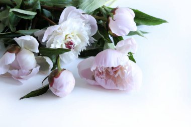 Beyaz arka planda izole edilmiş güzel pembe şakayıklar. Poster, duvar kağıdı, fon, sevgililer günü, anneler günü, düğün, yıldönümü için mükemmel. Çiçek kompozisyonu. Boşluğu kopyala.