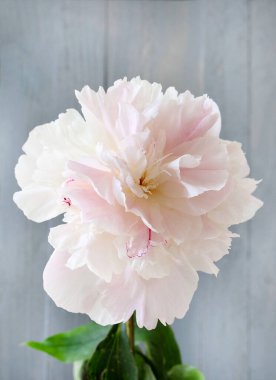 Gri arka planda güzel pembe şakayıklar. Poster, duvar kağıdı, fon, sevgililer günü, anneler günü, düğün, yıldönümü için mükemmel. Çiçek kompozisyonu. Boşluğu kopyala.