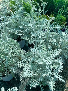 Senecio Maritimus, bir bitkinin bahçesinde gümüşi yaprakları ve sarı çiçekleri olan bir kıyı bitkisi. Bahçe konsepti.