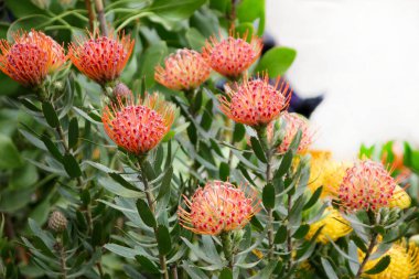 Zarif iğnelik çiçekleri, her daim yeşil çalı. Bahçe işleri konsepti. Leucospermum cordifolium, başımı sallayarak iğnelik..