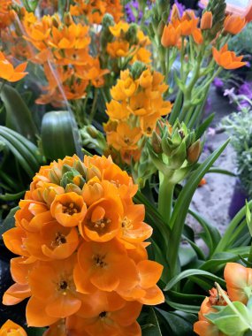 Bahçedeki fidanlıkta güzel bir Ornithogalum dubium. Ebedi süs bitkisi. Bahçe konsepti.